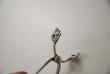 A Pair of Georg Jensen Silver Sugar Tongs: Acorn Pattern